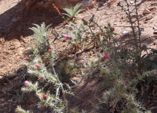 Unglaublich: hummingbird at work. Eingebettet in ein Suchbild