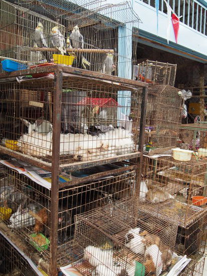 Leider gehört das zur Realität: in Käfigen zusammengepferchte Tiere werden zum Kauf angeboten