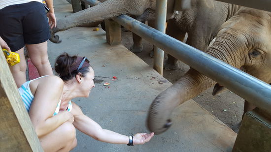 Schockverliebt! Ich brauche einen größeren Garten, um Elefanten zu halten!