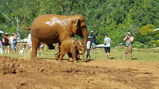 Der "kleine" 200Kg-Koloss weiß leider noch nicht, dass er zu stark ist für die Menschen...als er spielen wollte, wurde die Situation kurzzeitig gefährlich...