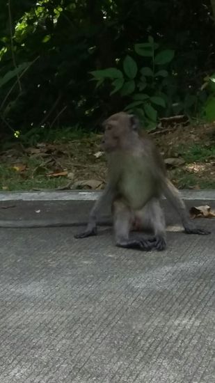 Für alle anderen Tiere, die uns während der Fahrt fast vor den Roller gelaufen wären, gibt es leider keinen Fotobeweis 
