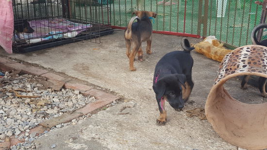 Lanta Animal Welfare - am liebsten hätten wir die dort lebenden 38 Hunde direkt eingepackt...