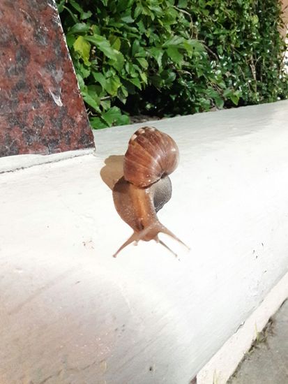 Auch ein Freund der Nacht 