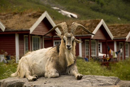 Unser Geisbock... der war zu goldig...