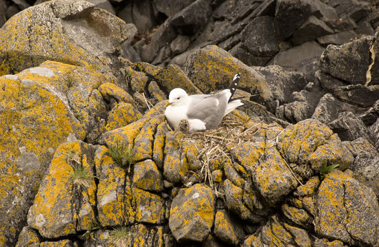 eine Möve mit ihrem Küken... bei uns vorm Womo am Strand an den Felsen.. wie süß die kleine Möve