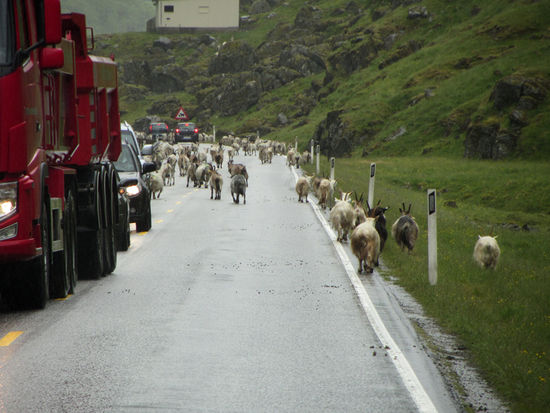 Hier weisst du, wer Vorfahrt hat... das war ne riesen Kolonne an Ziegen und die ganzen Autos mussten warten, zum piepen..