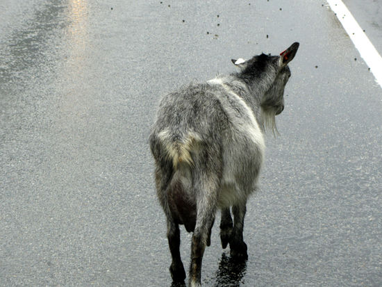 Esmeralda hatte ganz besonders die Ruhe weg.. und hat immer zwischendurch, wie die anderen, mal was verloren