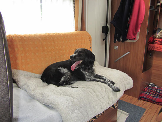 Dalton hat es sich auch wieder bequem gemacht