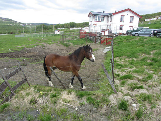 Ich bin ja kein Pferdeversteher.. die sind mir zu groß... aber das war ein sehr schöner Hengst!