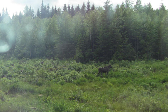 Ein Elch ein Elch!!! sieht hier so klein aus, aber ich war wirklich überrascht wie groß diese Tiere sind.. echt Hammer..