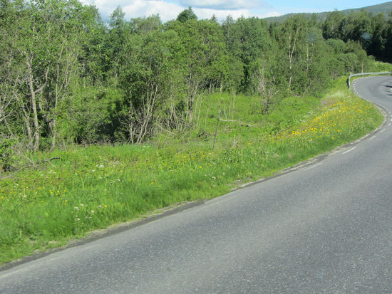 jetzt beginnt die schöne Landschaft, ein irre Grün!