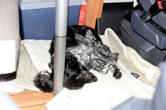 Auch der Hund war alle...