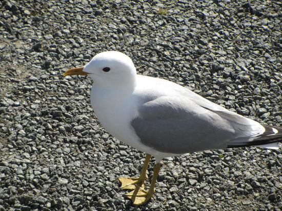 Sie stand vor dem Womo und wartete geduldig, daß was für sie abfällt