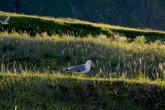 Diese Möve nistete hinter unsrem Womo, wir durften ihr nicht zu nahe kommen.. dann gab es Spektakel