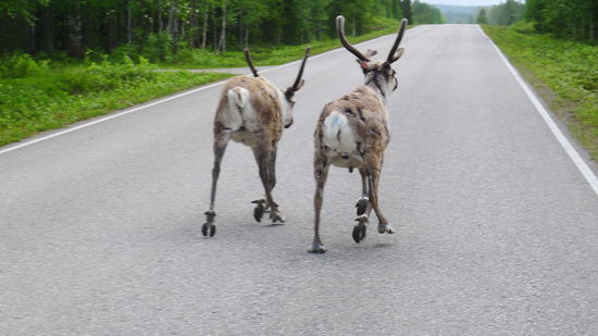 Na, wie mache ich mich als Rentierjäger...