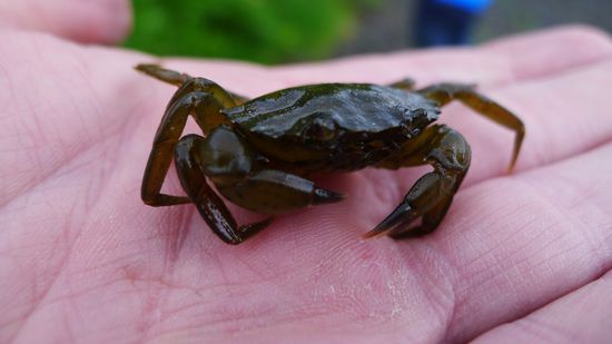 Die wollen nur spielen ...