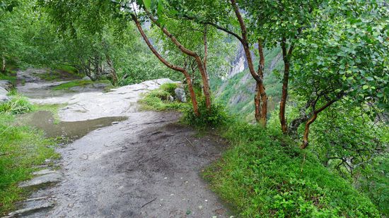 ..rechts an den Bäumen geht es dann lange Zeit abwärts...