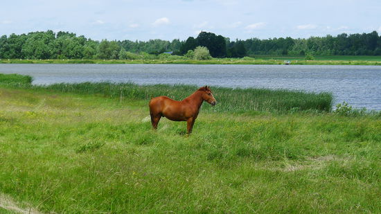 Wildpferde sind keine Seltenheit in Litauen. Aber vielleicht ist es auch zahm...