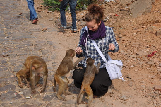 Die äußerst gefährlichen Affen...