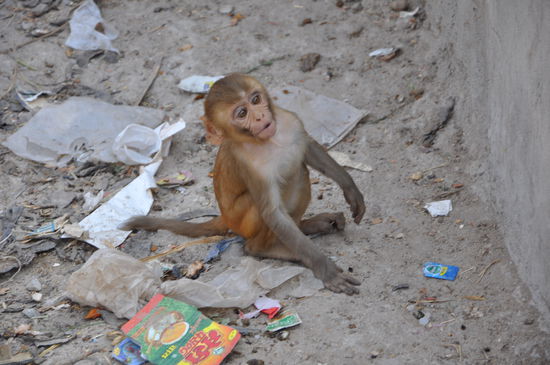 ...und ihr Anführer