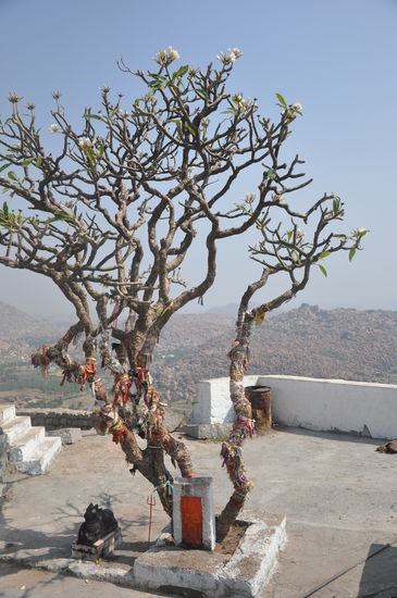 Ganz oben beim Affentempel
