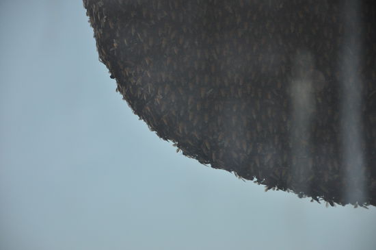 Das Wespennest vor unserem Hotelfenster