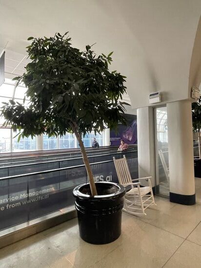 Airport in Charlotte: Schaukelstühle am Laufband 