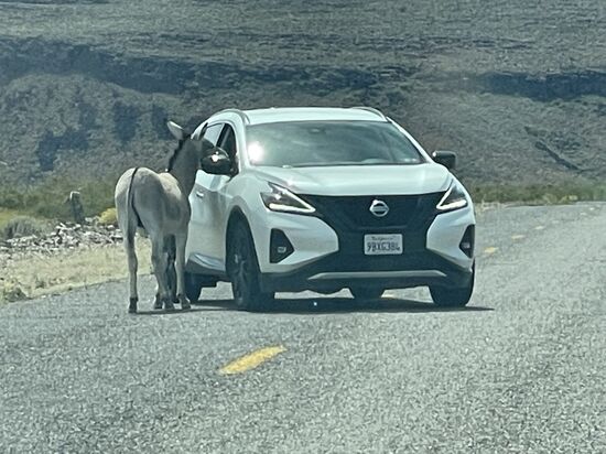Wir nähern uns Oatman—hier ist der erste Esel.
Oatman ist die Stadt der Esel—sie laufen durch den Ort und man darf sie mit speziellem Futter füttern—dieses wird in den kleinen Läden verkauft.
