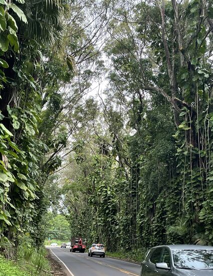 Circa 25km haben wir vom Airport Lihue bis zu unserer Unterkunft in Poipu
Die Insel ist SEHR grün—hier fahren wir durch eine riesige grüne Baumallee
