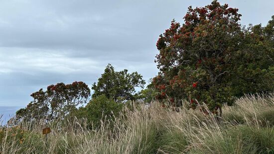 Auch hier sind die Bäume mit den tollen Blüten reichhaltig vertreten. Überall blüht es.