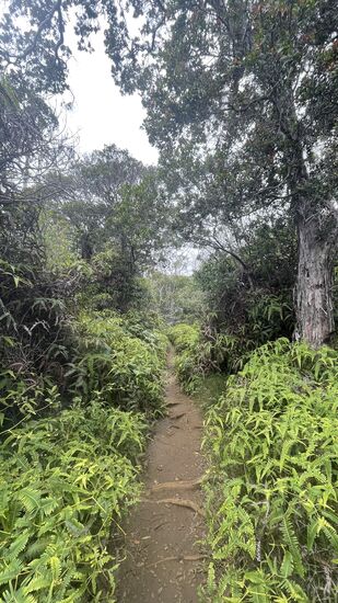 Anfangs geht es ca. 300 Meter geradeaus ….