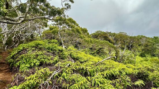 Die Natur um uns ist faszinierend und so fremd. Wir saugen alles mit unseren Augen, Nasen und Ohren auf.