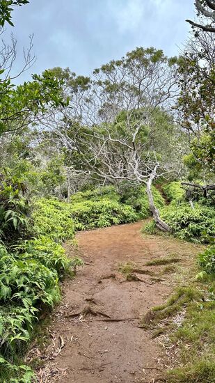 Wir nähern uns dem Ziel—müssen über viele Wurzeln steigen