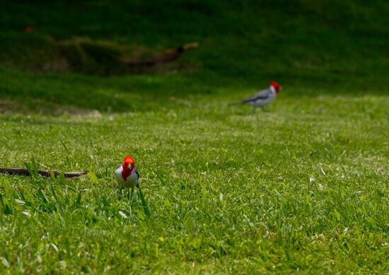 Ein Anwohner, der gerade vorbeikommt, sagt, dass ihn diese immer zum Frühstück erfreuen