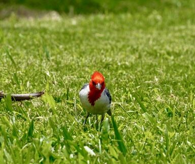 Wir sehen sie zum ersten Mal hier—später entdeckte ich sie überall auf der Insel—man erkennt sie nicht auf Anhieb, weil sie sehr klein sind und die Köpfe die Farbe vieler Blumenblüten hier haben