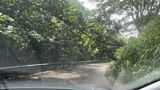 Der Regen hat die Zweige der Bäume nach unten gedrückt und wir fahren wie durch einen Tunnel.