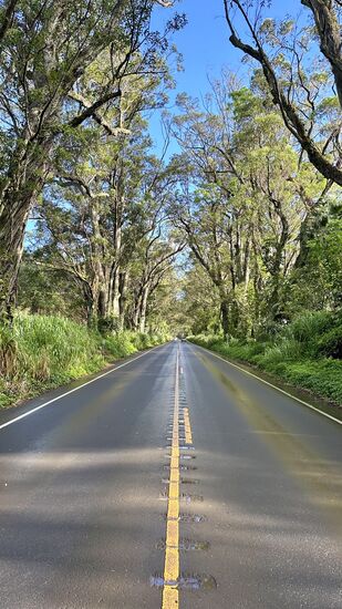 Zurück geht es in den Süden. Kurz vor Poipu gelangt man durch diese herrliche Allee - man fühlt sich wie in einem Tunnel.