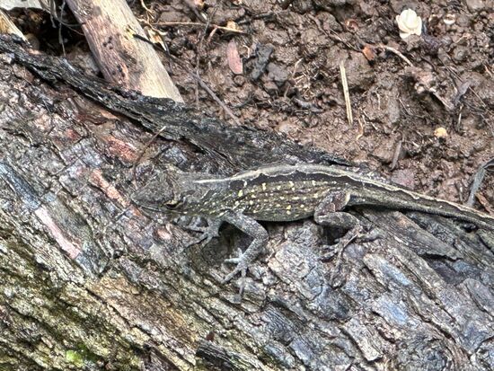 Kleiner Mann am Wegesrand. Wir müssen unsere Wanderung leider abbrechen, da es zu gefährlich wird. Bergauf ginge es vielleicht noch, aber wir müssen ja auch wieder runter.