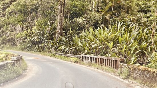 Wir fahren entlang der Küste, vorbei an Bambuswälder, Dschungel….