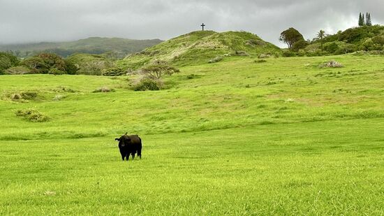 Uppsala—ist da ein Foto aus Österreich reingerutscht?