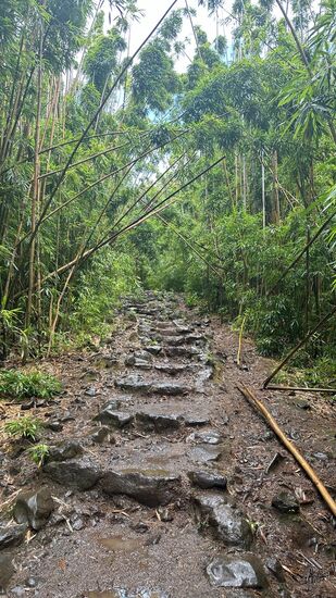 Natursteinstufen, die teilweise glitschig sind—denn es nieselt immer wieder zwischendurch