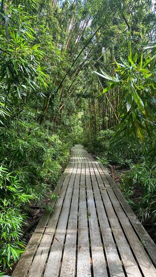 Dann geht man noch durch diesen wundervollen Bambuswald—im Wind tanzen die Bambusrohre und erzeugen Musik