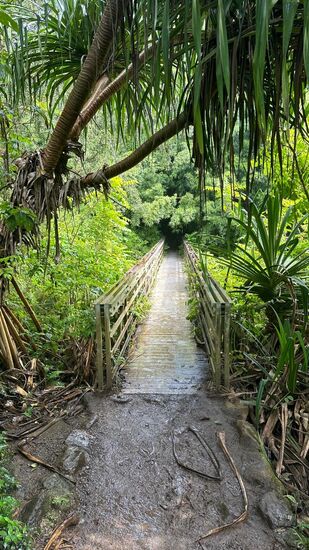Ab hier beginnt der Bambus-Wald.