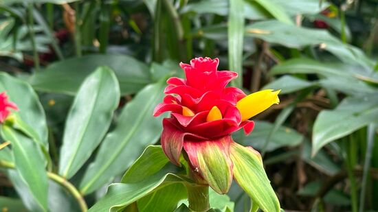 Wunderschöne Blumen im Park