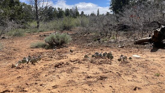 Wir laufen durch einen Pinienwald und sehen sogar Kakteen- diese hier sehen aus , als würden sie auf dem Boden liegen- aber sie sind verwurzelt und wachsen
