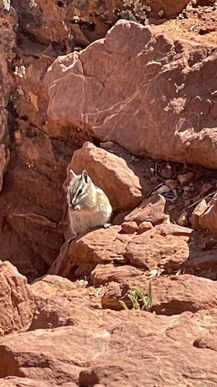 Wo Touristen sind, sind auch diese kleinen Tierchen: Rock Squirrels oder auch chipmunk genannt. Sie erhoffen, dass es Futter gibt. Aber es steht hier unter 100 US$ Strafe, diese Hörnchen zu füttern. Sie sollen ihre Wildnis behalten und werden außerdem zu fett