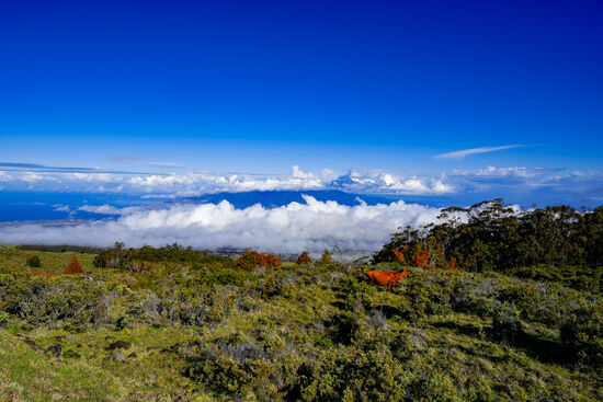 Uns überraschen die Kühe auf dieser Höhe.