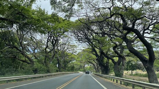 Wunderschöne Baum-Alleen