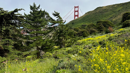 Wir kraxeln wieder hinunter um den Bus wieder zu kriegen—einen wichtigen Punkt wollen wir noch besuchen: die „Lombard street“