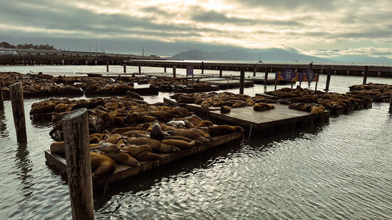 Von der Lombard-Straße gehen wir zu Fuß Richtung Hotel und besuchen das Pier39 mit den vielen Seehunden